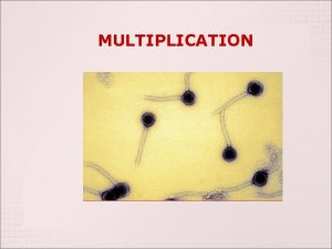 MULTIPLICATION Remember Viruses are obligate intracellular parasites that