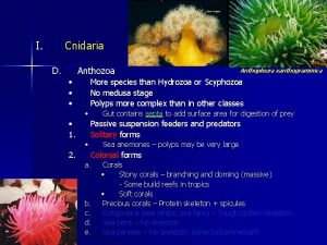 I Cnidaria D Anthozoa More species than Hydrozoa