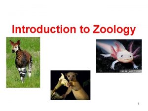Introduction to Zoology 1 Zoology Scientific study of