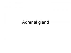 Adrenal gland Anatomy Components Two compartments Adrenal Cortex