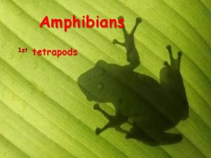 Amphibians 1 st tetrapods Test 2 Amphibians and