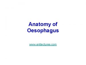 Anatomy of Oesophagus www entlectures com Development of
