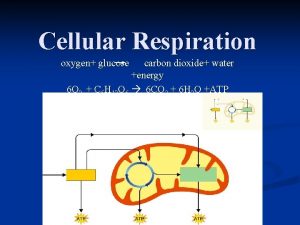 Cellular Respiration oxygen glucose carbon dioxide water energy