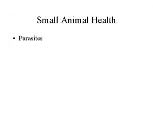 Small Animal Health Parasites Vocabulary Parasite Organisms that