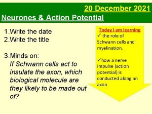 20 December 2021 Neurones Action Potential 1 Write