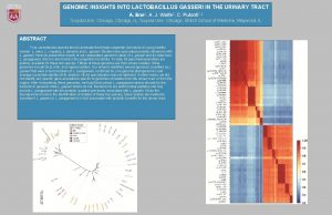 GENOMIC INSIGHTS INTO LACTOBACILLUS GASSERI IN THE URINARY