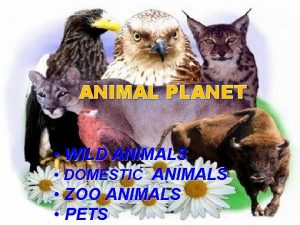 ANIMAL PLANET WILD ANIMALS DOMESTIC ANIMALS ZOO ANIMALS