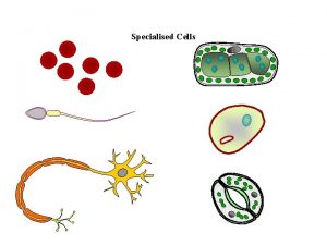 Specialised Cells Specialised Animal Cells Image 2 Sperm