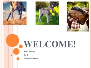 WELCOME Mrs Fahey Ag 2 Equine Science WARM