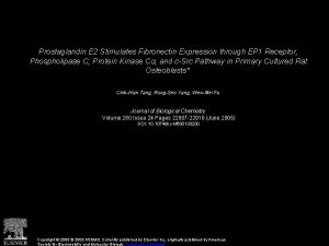 Prostaglandin E 2 Stimulates Fibronectin Expression through EP