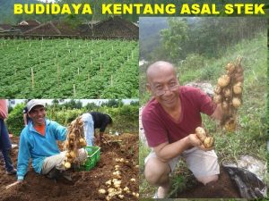 BUDIDAYA KENTANG ASAL STEK PENDAHULUAN Kendala usahatani kentang