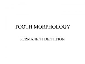 TOOTH MORPHOLOGY PERMANENT DENTITION PERMANENT MOLARS 12 molars