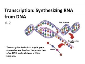 Transcription Synthesizing RNA from DNA 6 2 Transcription