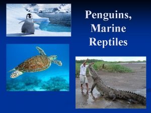 Penguins Marine Reptiles Penguins n Flightless birds n