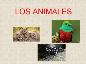 LOS ANIMALES Tipos de Animales Mamferos Son animales