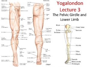 Yogalondon Lecture 3 The Pelvic Girdle and Lower