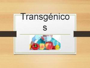 Transgnico s Qu son los Transgnicos Los transgnicos