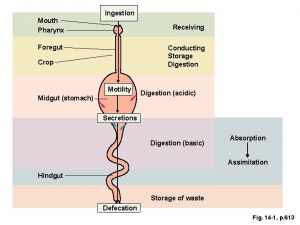 Ingestion Mouth Pharynx Receiving Foregut Conducting Storage Digestion