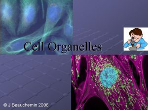 Cell Organelles J Beauchemin 2006 Cell Organelles Organelle