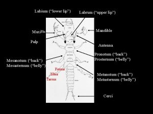 Labium lower lip Mandible Maxilla Palp Mesanotum back