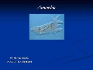 Amoeba Dr Shivani Gupta PGGCG11 Chandigarh Morphology Amoeba