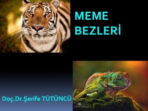 MEME BEZLER Do Dr erife TTNC St bezleri