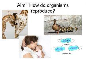 Aim How do organisms reproduce What is Reproduction