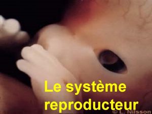 Le systme reproducteur Tubercule gnital Pli urognital Renflement