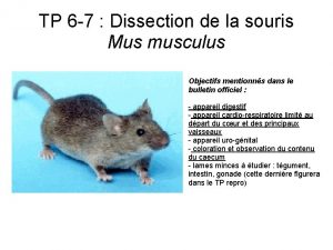 TP 6 7 Dissection de la souris Mus