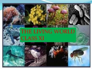 THE LIVING WORLD CLASS XI THE LIVING WORLD