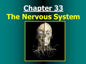 Chapter 33 The Nervous System Nervous System Functions