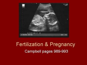 Fertilization Pregnancy Campbell pages 989 993 Quick Recap