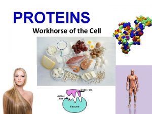PROTEINS Workhorse of the Cell PROTEINS Which foods
