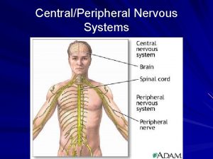 CentralPeripheral Nervous Systems Spinal cord Spinal Cord Spinal