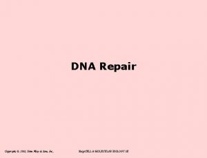 DNA Repair Copyright 2002 John Wiley Sons Inc