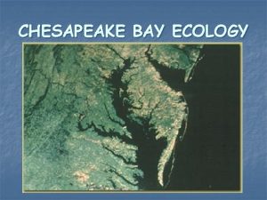 CHESAPEAKE BAY ECOLOGY Chesapeake as an Estuary n