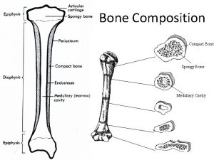 Bone Composition Compact Bone Spongy Bone Medullary Cavity