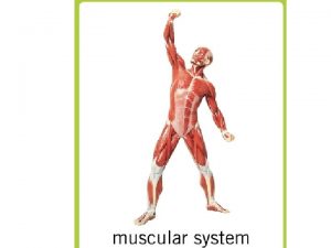 Characteristics of Muscles Muscle cells are elongated muscle