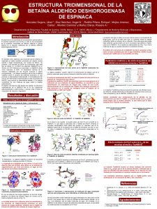 ESTRUCTURA TRIDIMENSIONAL DE LA BETANA ALDEHDO DESHIDROGENASA DE