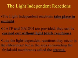 The Light Independent Reactions The Light Independent reactions