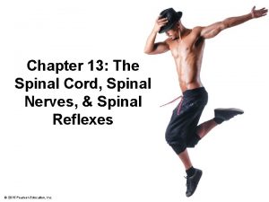 Chapter 13 The Spinal Cord Spinal Nerves Spinal
