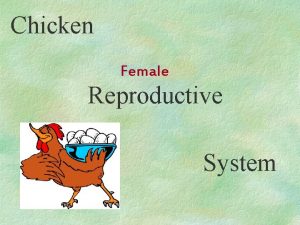 Chicken Female Reproductive System Chicken Reproductive System q