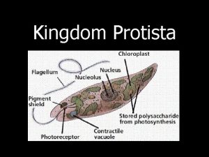 Kingdom Protista Protist are 1 eukaryotic has nucleus