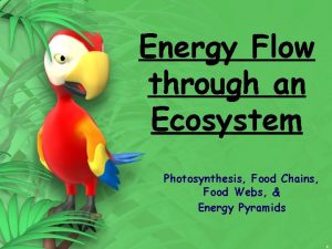 Energy Flow through an Ecosystem Photosynthesis Food Chains