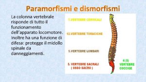 La colonna vertebrale risponde di tutto il funzionamento