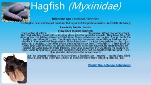 Hagfish Myxinidae Behaviour type territorial defensive The hagfish