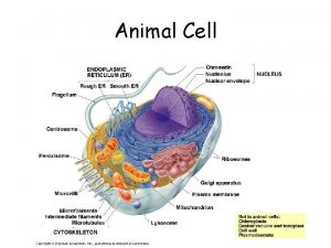 Animal Cell Plant Cell Cell Membrane In plants