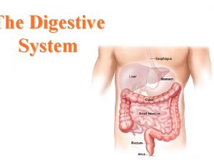 The Digestive System Functions of the Digestive System