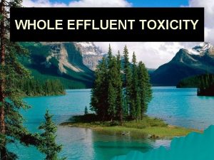 WHOLE EFFLUENT TOXICITY WHOLE EFFLUENT TOXICITY What is