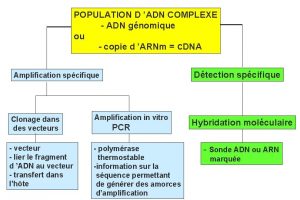 POPULATION D ADN COMPLEXE ADN gnomique ou copie